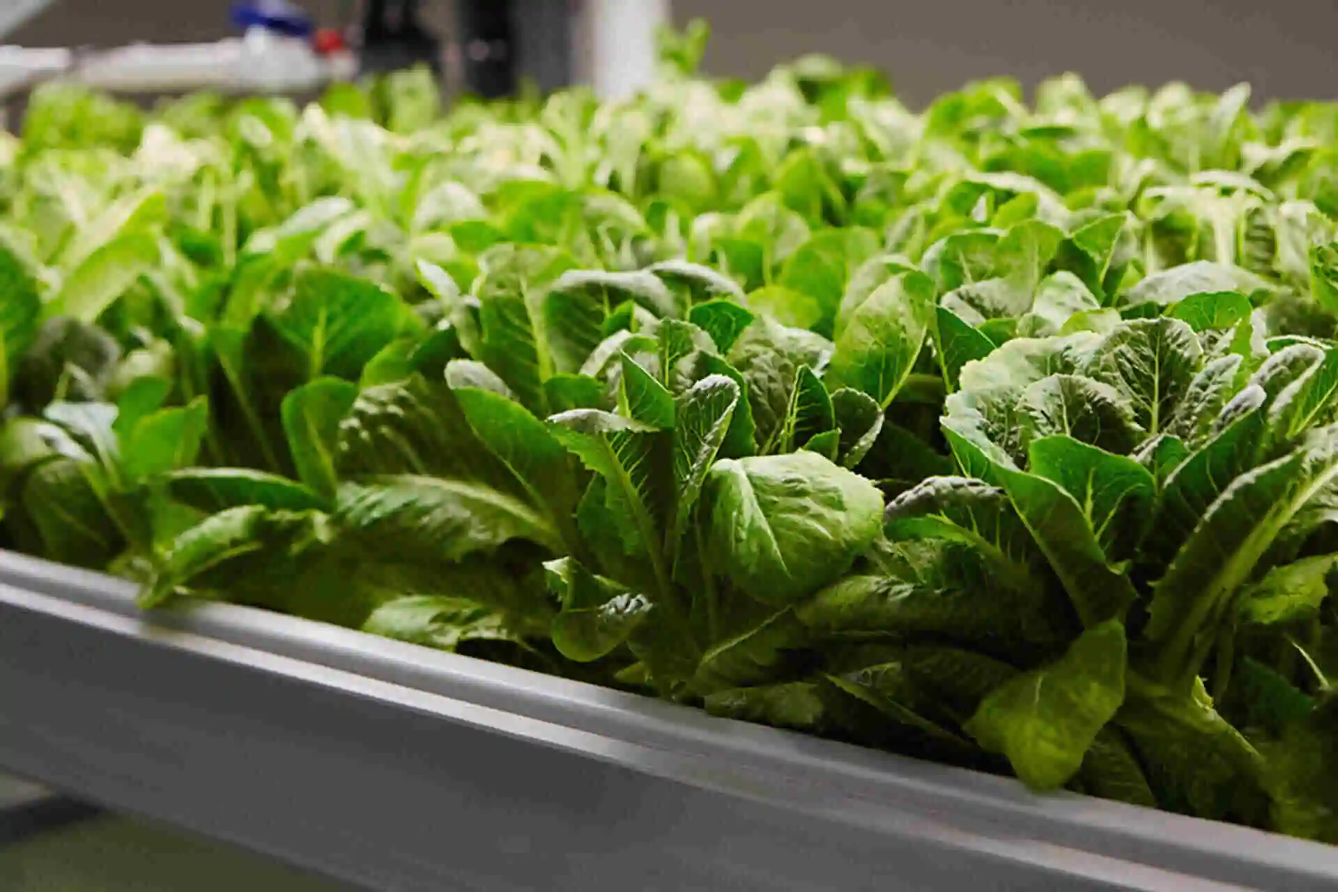 BACL more impacts 2025 (2)