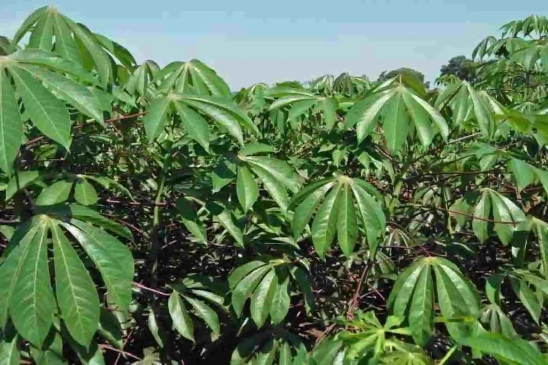 BACL more impacts 2025 (3)