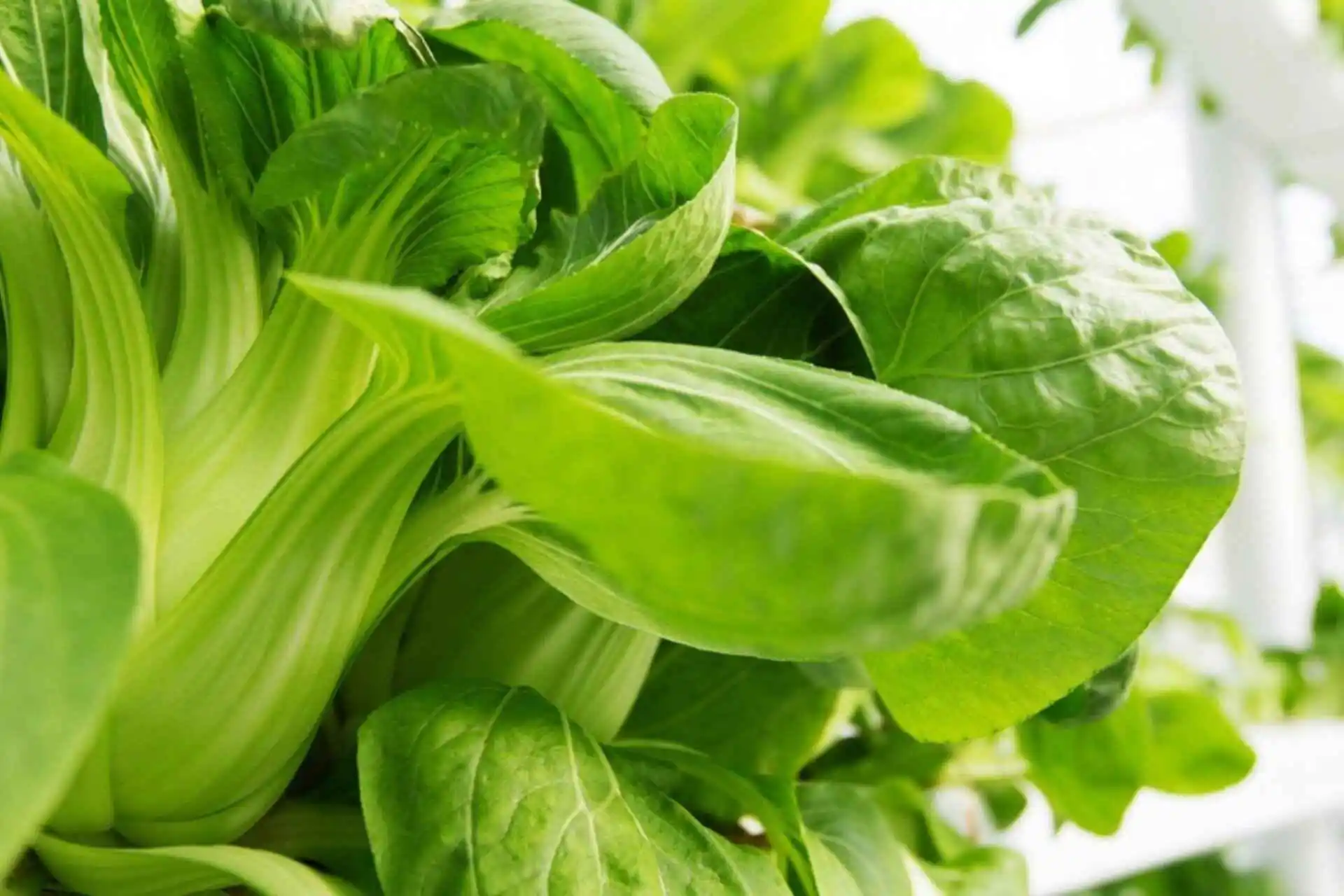 BACL more impacts 2025 (5)