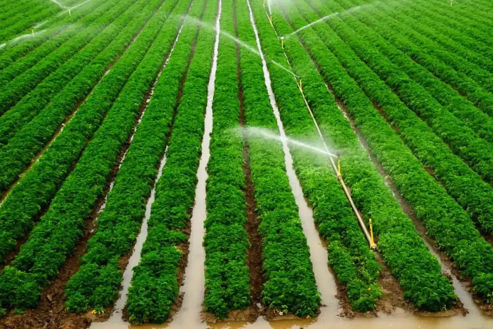 BACL web image 2025 (3)