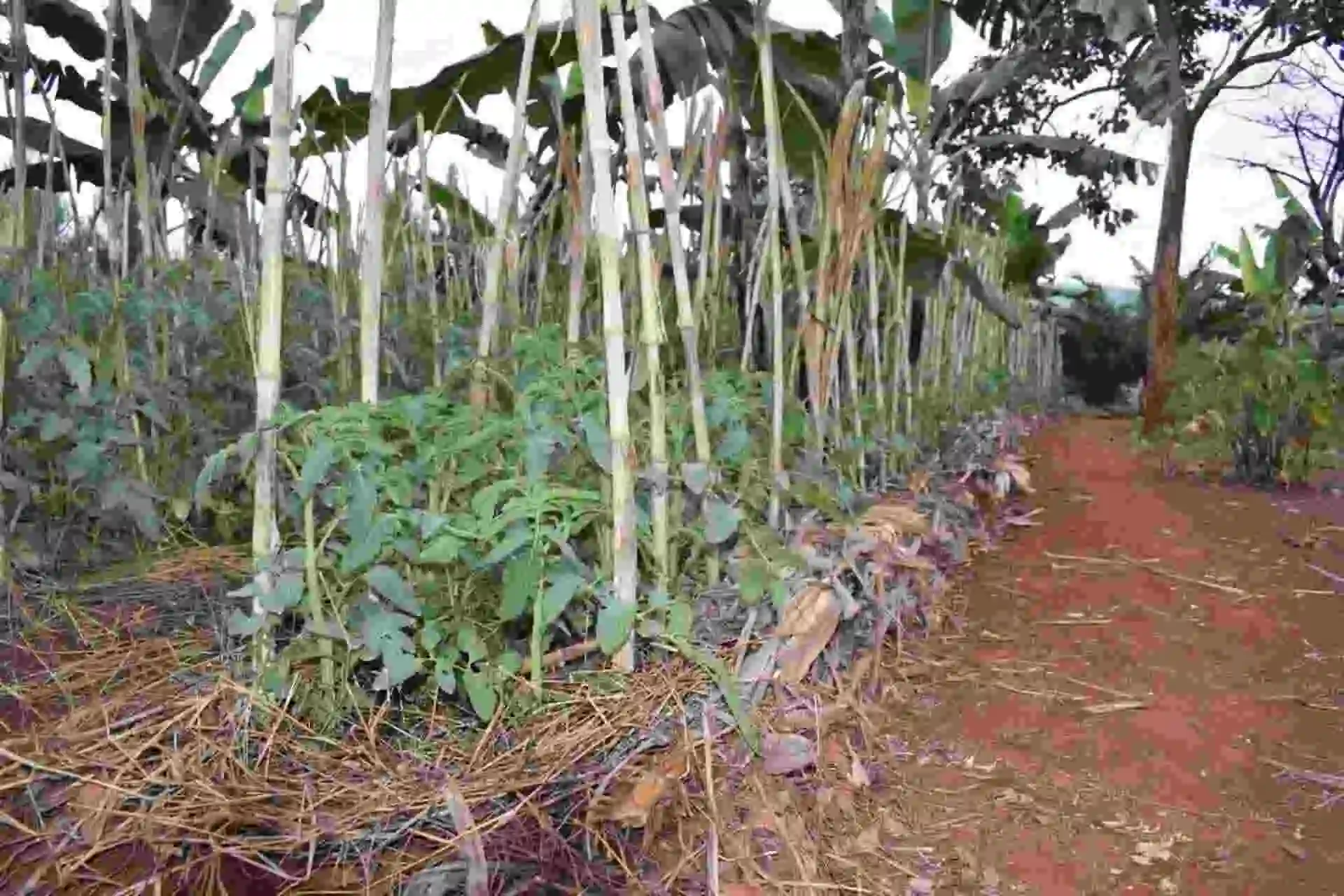 Busega field images 2025 (1)