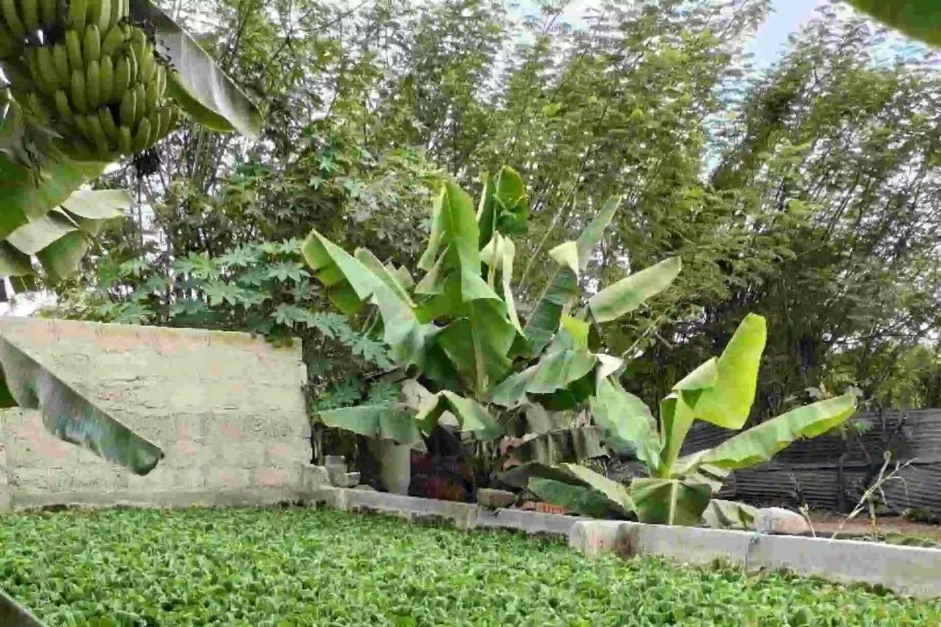 Busega field images 2025 (3)